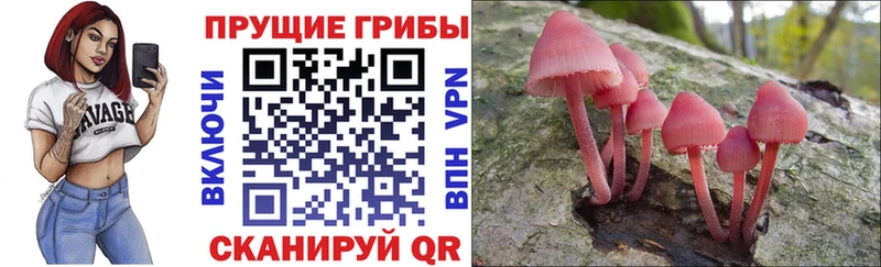 купить наркотики цена  Елабуга  маркетплейс формула  Псилоцибиновые грибы Magic Shrooms 